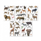 Apli Pack de 50 Stickers Amovibles d'Animaux de la Savane - Développe les Compétences Psychomotrices Fines - Images Réalistes