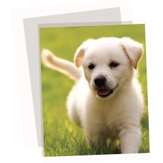 Fellowes Apex Lot 100 Pochettes A3, 125 microns